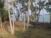 The cleared shore from the land side. The cleared shore from the land side.