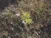 One of the seedlings planted in the spring. One of the seedlings planted in the spring.