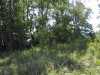 Undergrowth and trees along the shoreline. Undergrowth and trees along the shoreline.