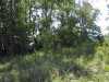 Undergrowth and trees along the shoreline.